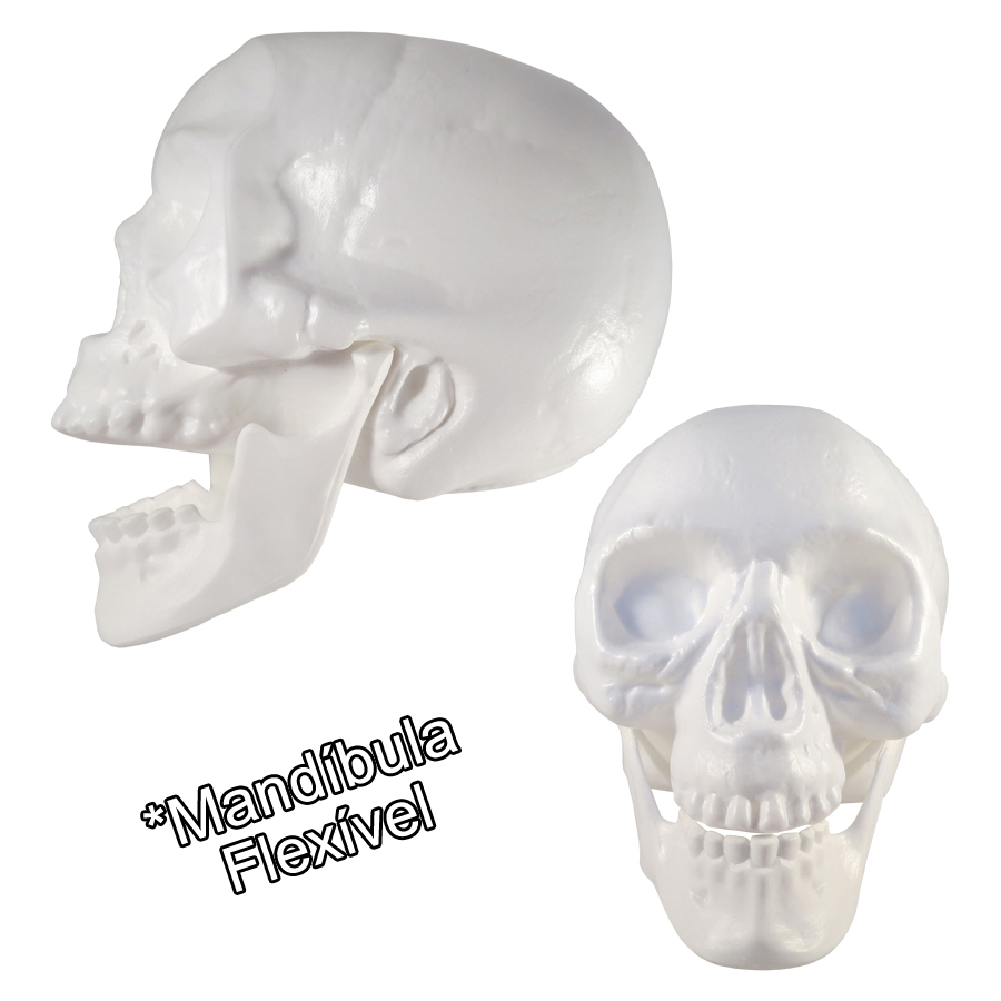 Crânio de Plástico Branco com Mandíbula Flexível