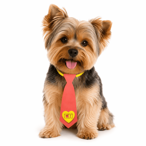 Gravatas Divertidas Para Pets - Pacote com 10 unidades