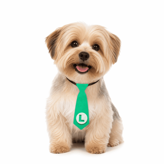 Gravatas Divertidas Para Pets - Pacote com 10 unidades